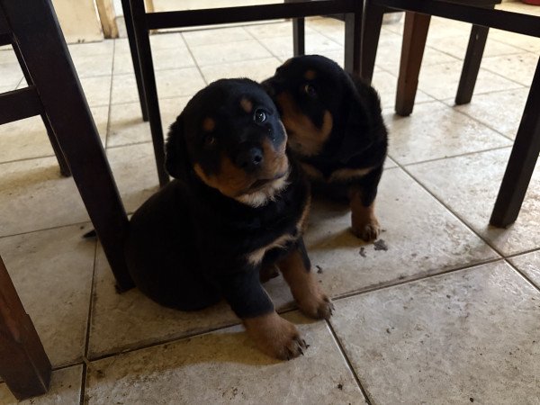 2 Rottweiler Kiskutya keresi szerető gazdijukat