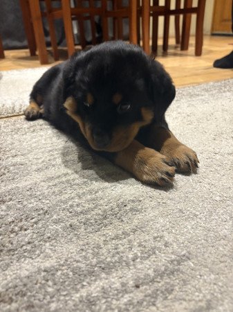 2 Rottweiler Kiskutya keresi szerető gazdijukat