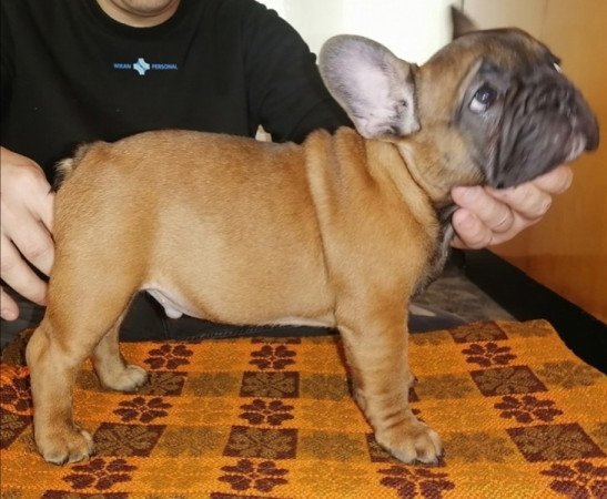 Francia bulldog