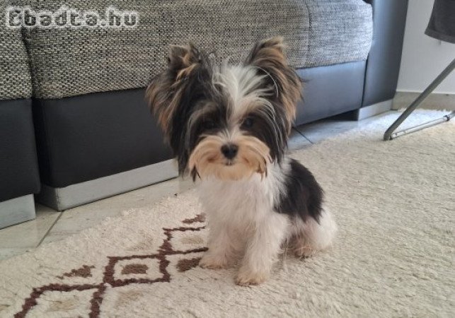 Mini Biewer Yorkshire terrier kisfiú yorki