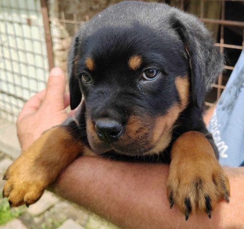 Rottweiler