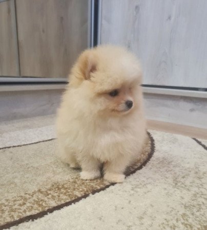 Pomerániai törpe spicc