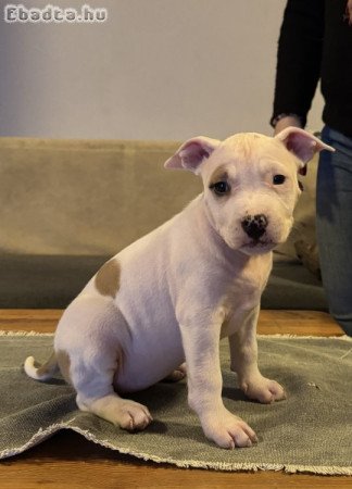 Amerikai staffordshire terrier