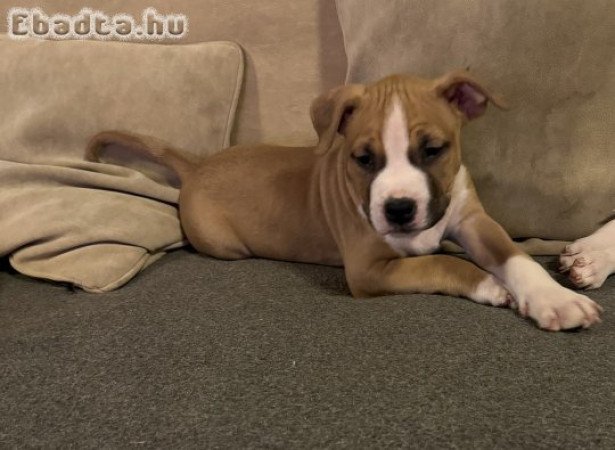 Amerikai staffordshire terrier
