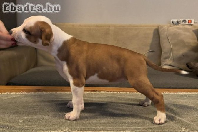 Amerikai staffordshire terrier