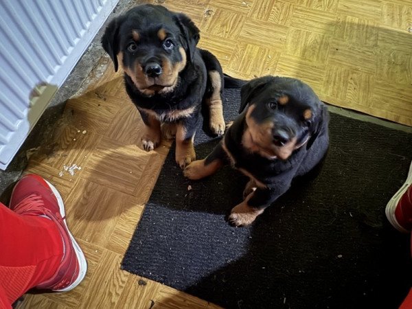 Rottweiler