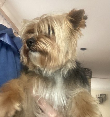 Yorkshire terrier