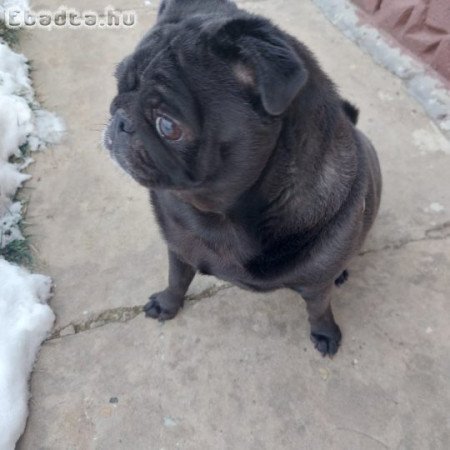 Ingyen elvihető Mopsz kutya