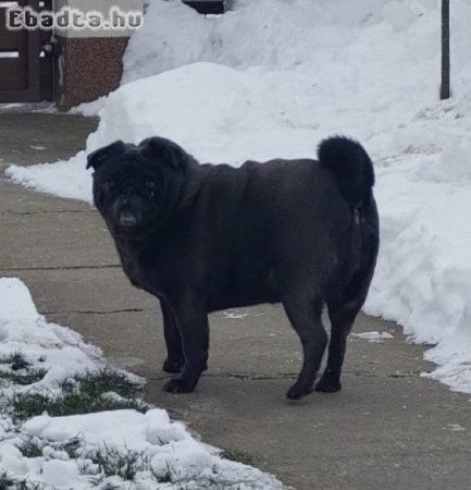 Ingyen elvihető Mopsz kutya