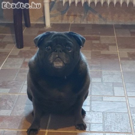 Ingyen elvihető Mopsz kutya