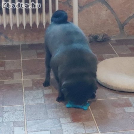 Ingyen elvihető Mopsz kutya