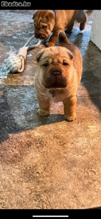 Shar-pei kölyök