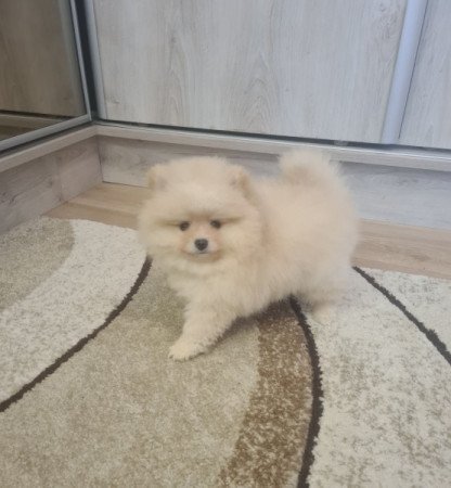 Pomerániai törpe spicc