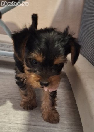 Gyönyörű szép yorki babák!