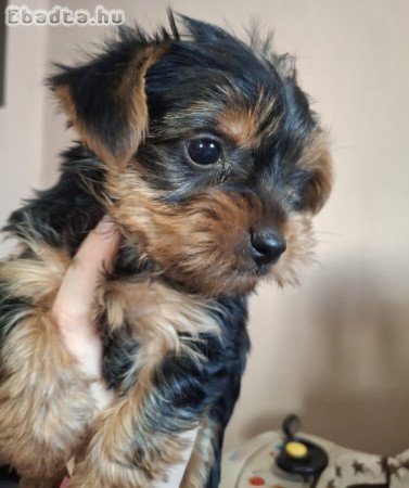 Gyönyörű szép yorki babák!