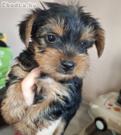 Gyönyörű szép yorki babák!