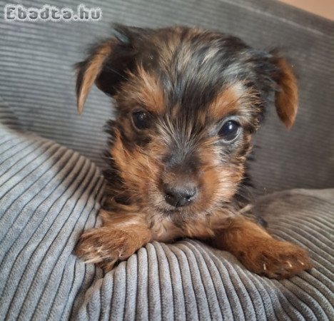 Gyönyörű szép yorki babák!