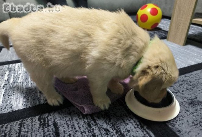 Golden Retriever kan