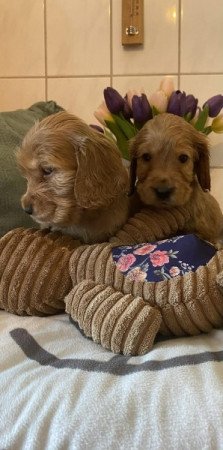 Angol Cocker Spániel