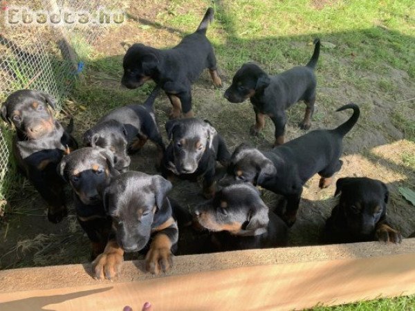 Dobermann kiskutyák költöznének!