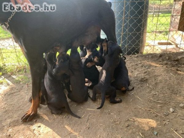 Dobermann kiskutyák költöznének!