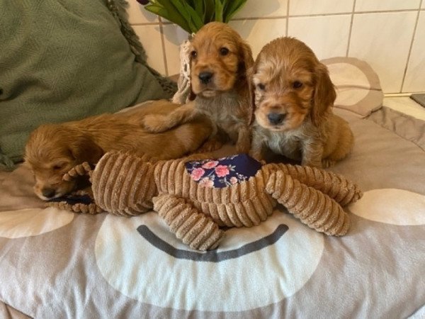 Angol Cocker Spániel