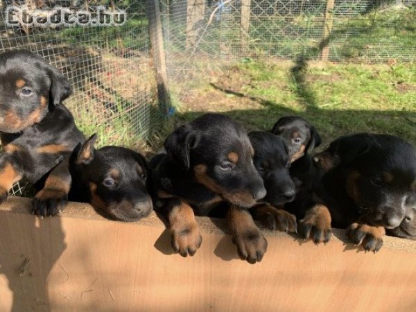 Dobermann kiskutyák költöznének!