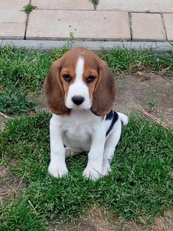 Beagle