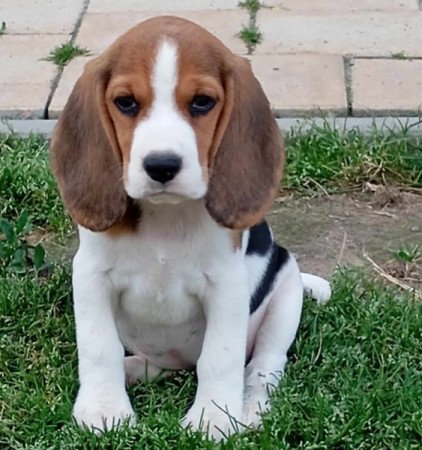 Beagle