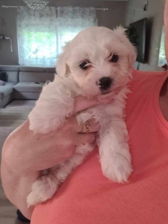 Bichon Havanese