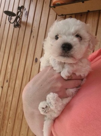 Bichon Havanese