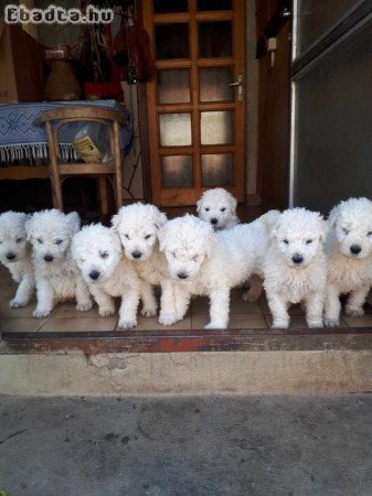 Komondor kiskutya