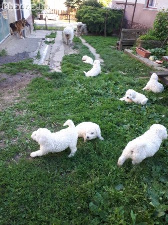 Komondor kiskutya