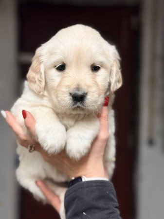Golden Retriever