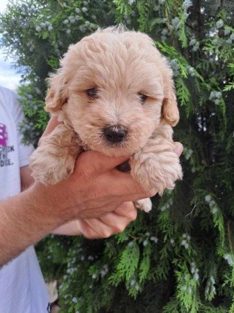 Maltipoo