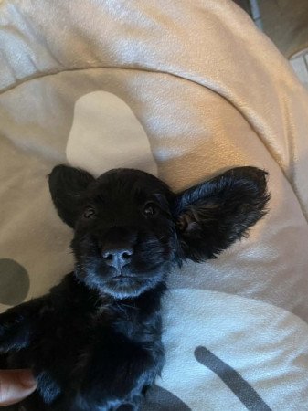 Angol Cocker Spániel