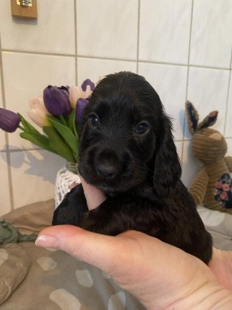 Angol Cocker Spániel