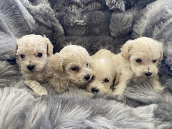 Maltipoo