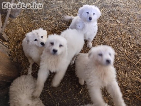 Kuvasz kiskutyák gazdit keresnek
