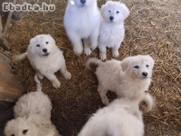 Kuvasz kiskutyák gazdit keresnek