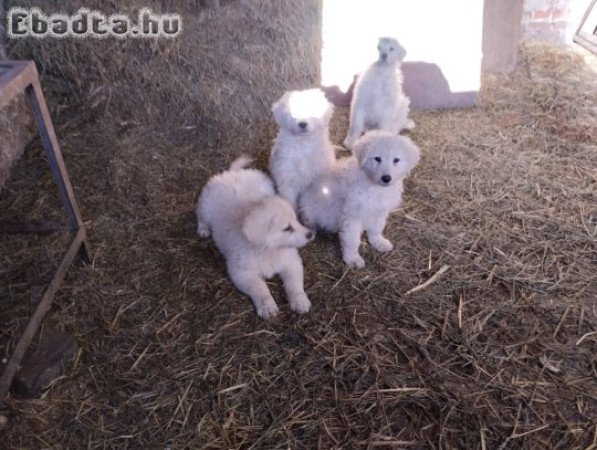 Kuvasz kiskutyák gazdit keresnek