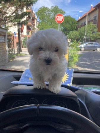 Bolognese Bichon