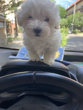 Bolognese Bichon