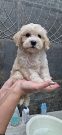 Maltipoo