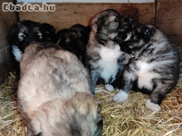 Kaukázusi juhászkutya fajtiszta kölykök oltva