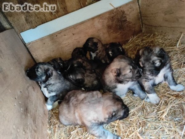 Kaukázusi juhászkutya fajtiszta kölykök oltva