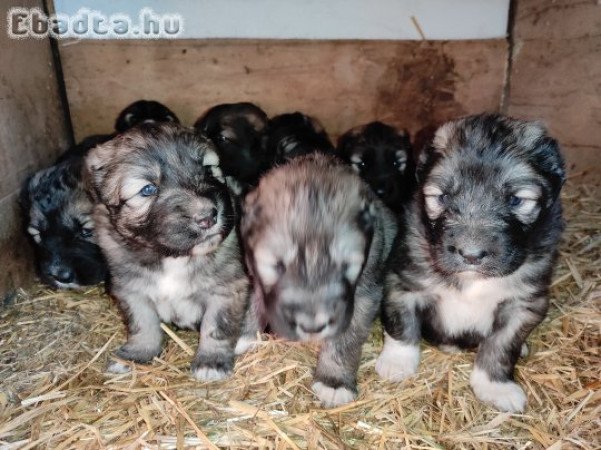 Kaukázusi juhászkutya fajtiszta kölykök oltva