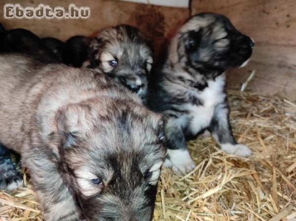 Kaukázusi juhászkutya fajtiszta kölykök oltva
