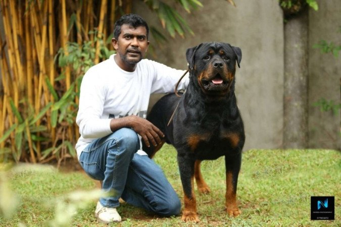 Rottweiler