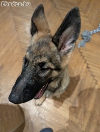 4 hónapos Németjuhász kutya